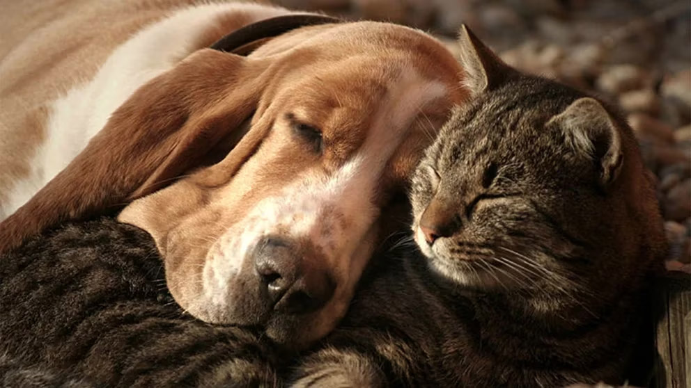 Lo que hay que saber sobre la longevidad de tu perro o gato