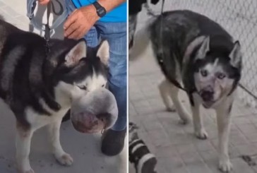 La emotiva historia de Rex, el perro que nadie quería operar y se salvó gracias a un video de TikTok