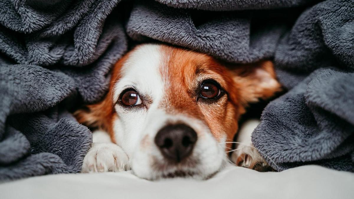 ¿Cómo proteger del frío a tus mascotas? Las recomendaciones