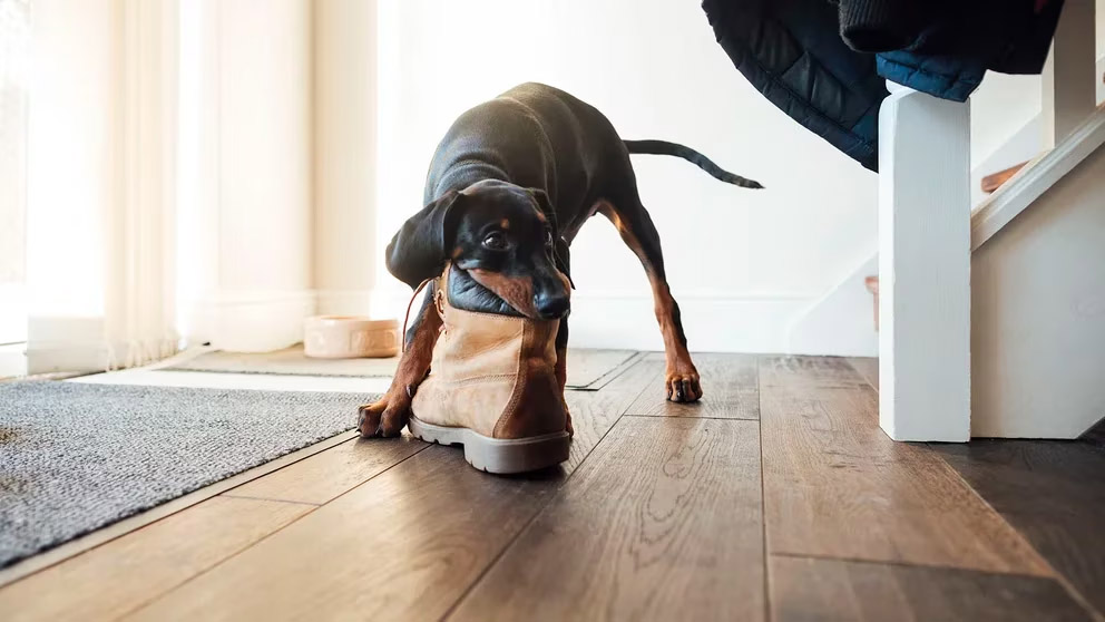 Cinco puntos clave para entender qué piensa tu perro