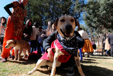 Por qué es mejor adoptar antes que comprar un animal de compañía