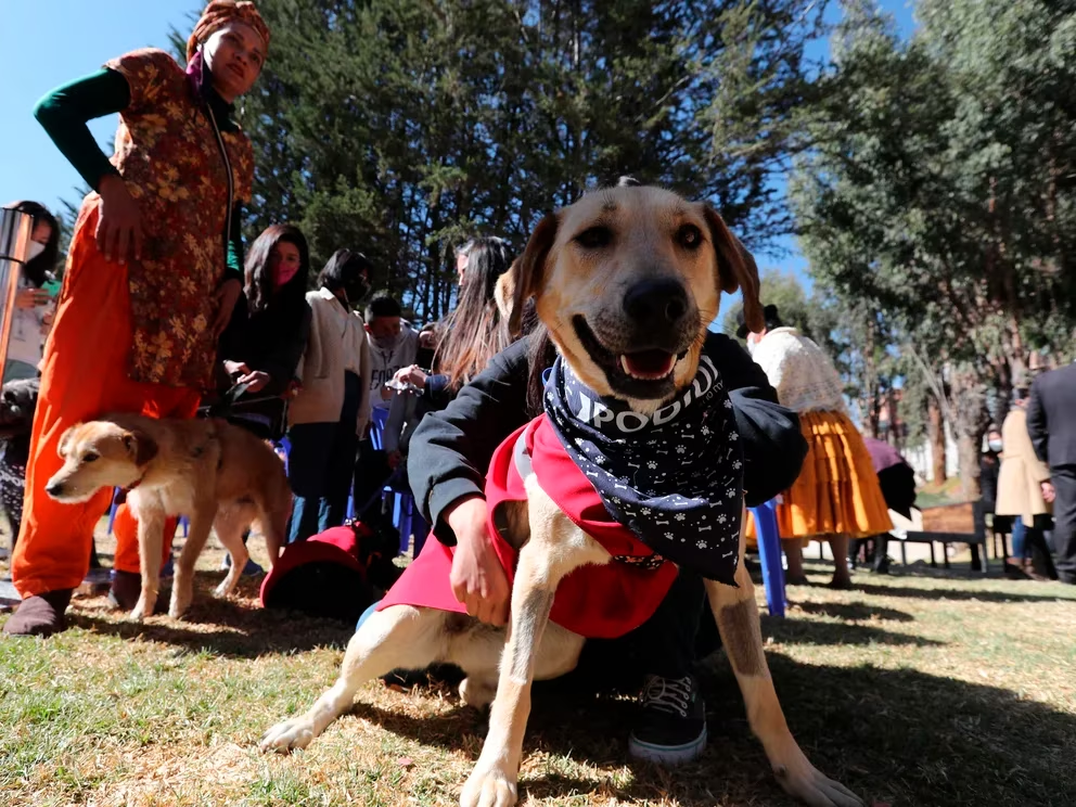 Por qué es mejor adoptar antes que comprar un animal de compañía