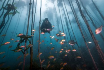 Esperanza contra el cambio climático: científicos españoles lograron restaurar un bosque submarino