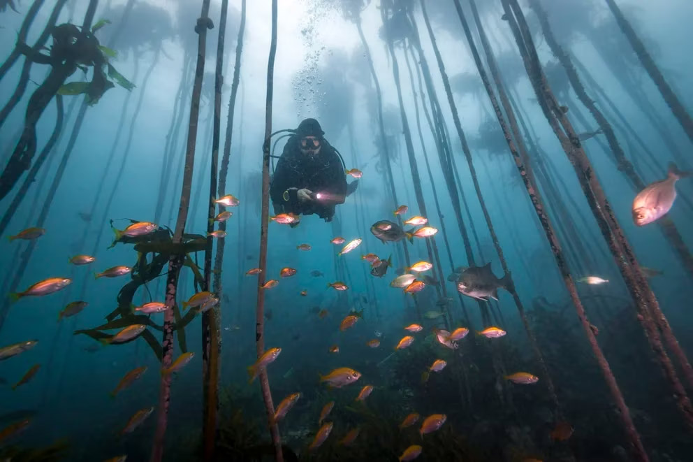 Esperanza contra el cambio climático: científicos españoles lograron restaurar un bosque submarino