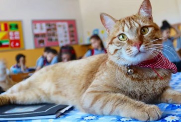 De vagabundo a estudiante: cómo un gato cambió la vida de una maestra y su salón de clases