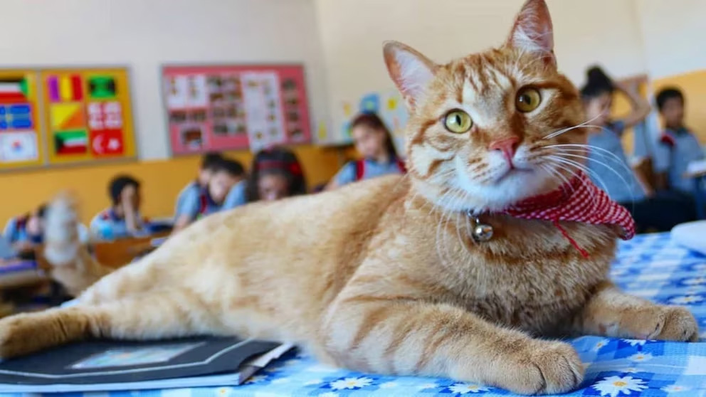 De vagabundo a estudiante: cómo un gato cambió la vida de una maestra y su salón de clases