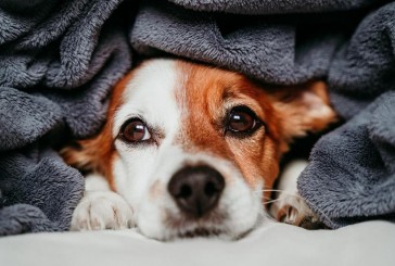 5 consejos para prevenir los problemas respiratorios en perros y gatos