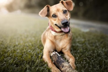 Cinco consejos efectivos para entrenar a tu cachorro a ir al baño