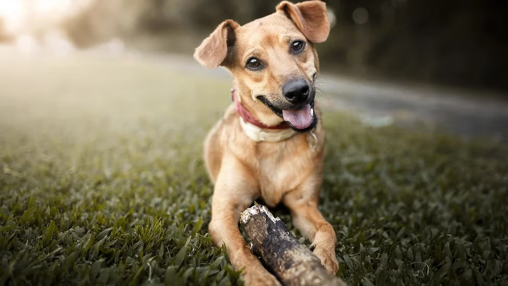 Cinco consejos efectivos para entrenar a tu cachorro a ir al baño