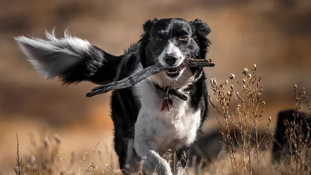 Microchips en animales: para que sirven y cuál es su verdadero uso