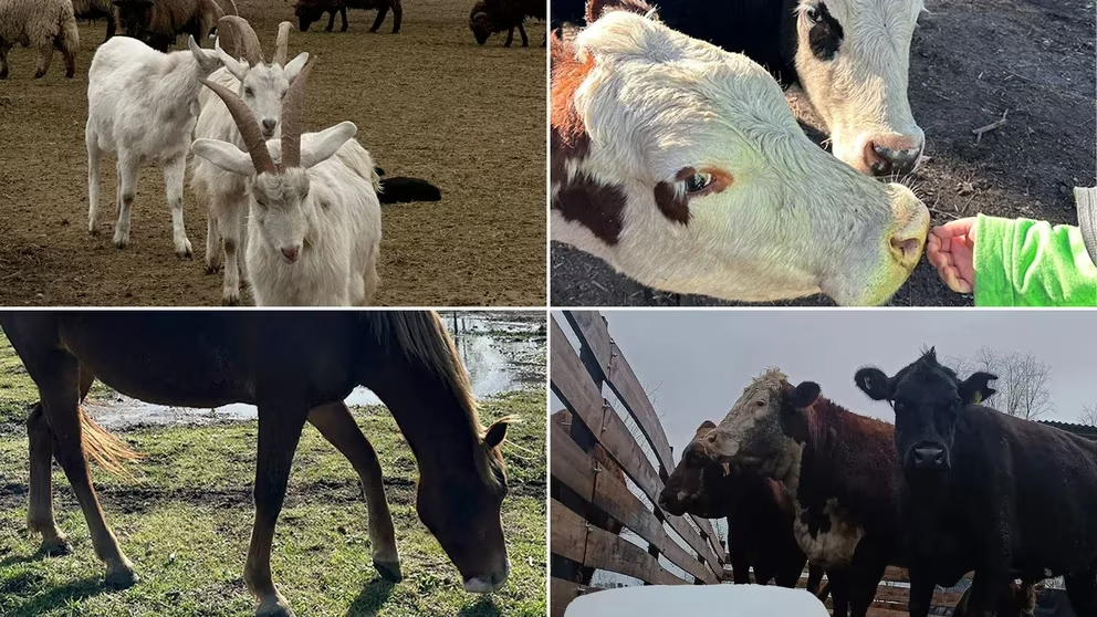 La historia del santuario que rescata animales que tenían “la fecha de su muerte marcada en las orejas”