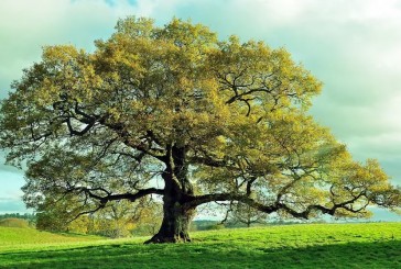 Día del Árbol: por qué se celebra el 29 de agosto