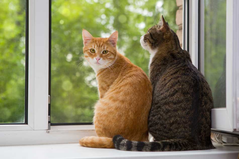 Día Internacional del Gato: cuáles son las tres enfermedades más comunes y cómo prevenirlas