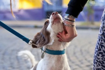 Por qué para los perros, no todas las caricias son iguales