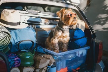 7 consejos claves para viajar con animales de forma segura