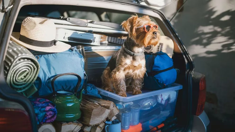 7 consejos claves para viajar con animales de forma segura