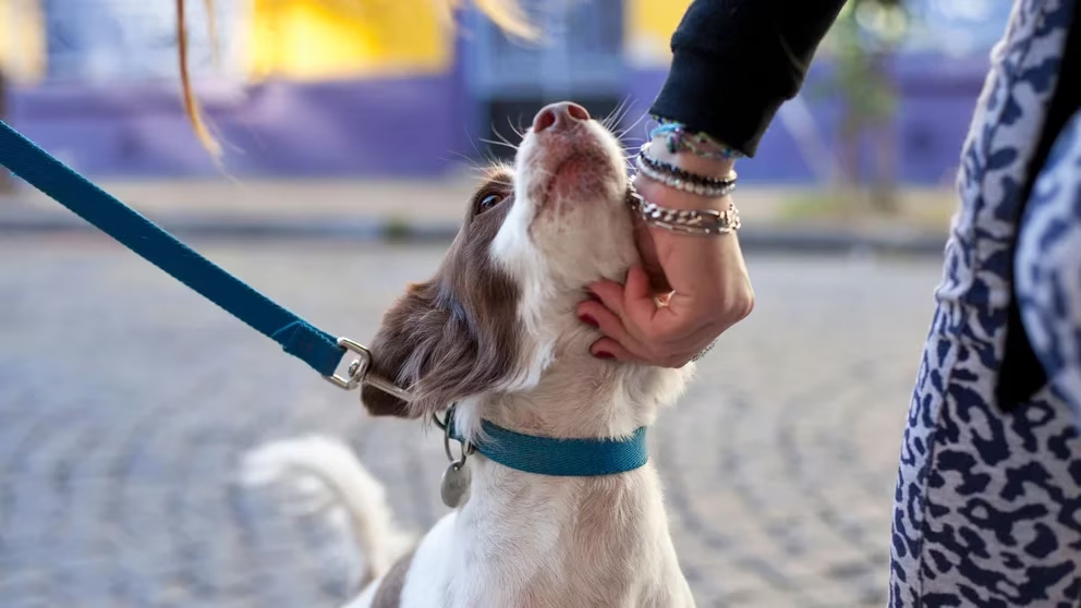 Por qué para los perros, no todas las caricias son iguales