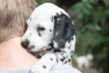 Adoptar un cachorro: la importancia de los primeros 60 días y la sociabilización