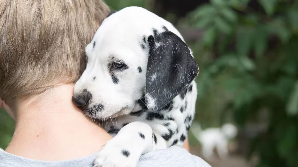 Adoptar un cachorro: la importancia de los primeros 60 días y la sociabilización