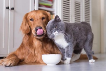 Olfato, tonos y rutinas diarias: cómo hacen los perros y gatos para reconocernos