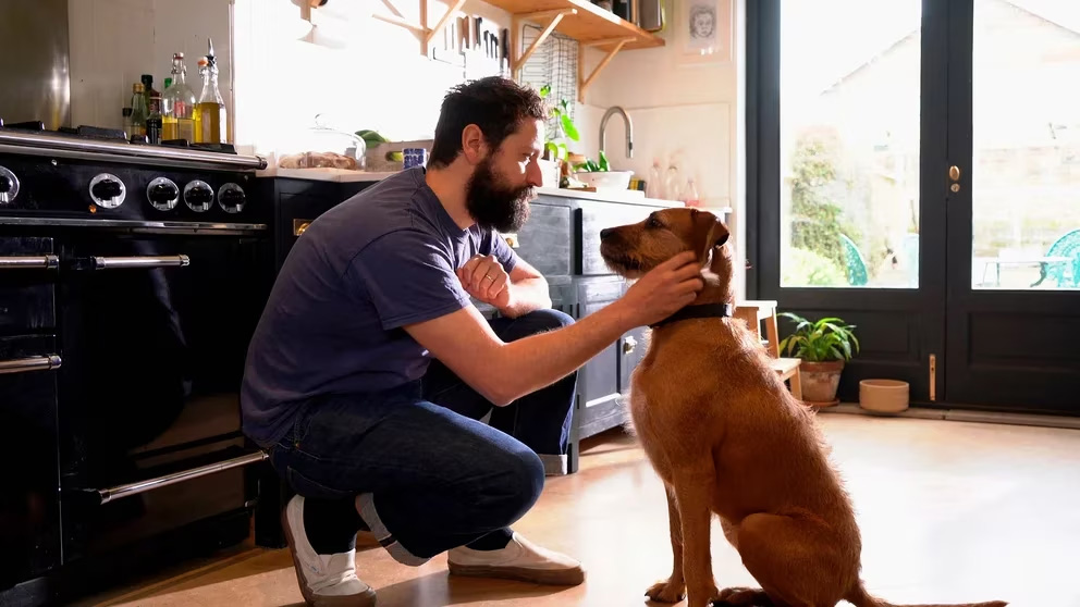 Las formas en que los perros muestran amor, lealtad y respeto por sus tutores