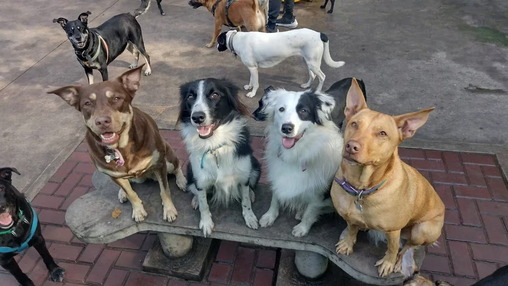 Animales de compañía y bienestar: por qué tener mascotas hace bien a la salud de los humanos