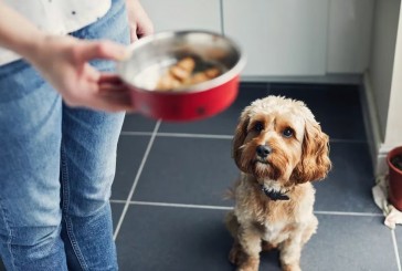 ¿Qué prefieren los perros, la comida o los juguetes?: la ciencia lo explica