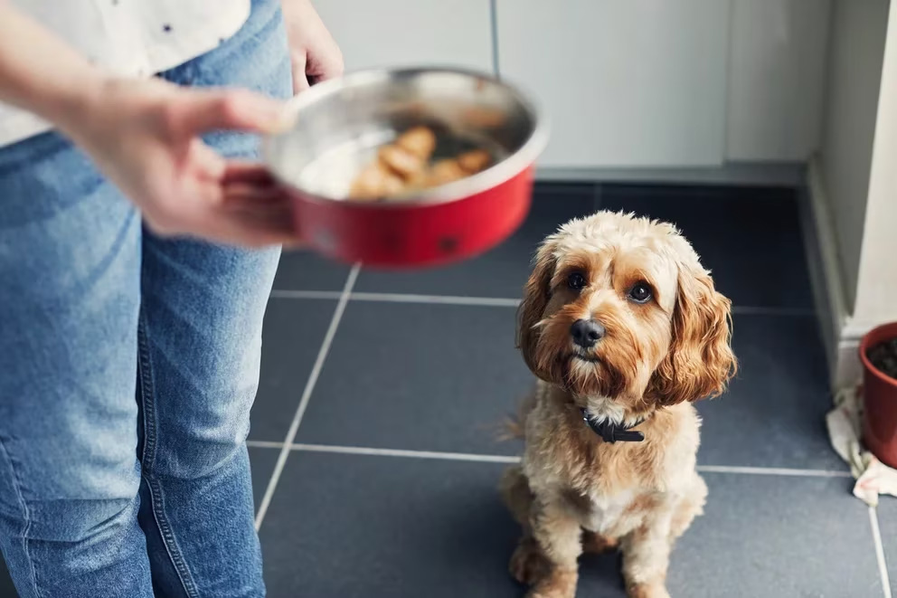 ¿Qué prefieren los perros, la comida o los juguetes?: la ciencia lo explica