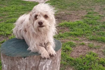 La historia de Benja, el primer perro de asistencia hospitalaria en Argentina