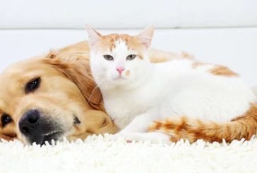 Cómo lograr una convivencia perfecta entre perros y gatos