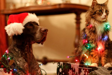 Mesa navideña: qué alimentos pueden ser tóxicos para tu perro y no debe comerlos