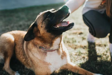 13 señales que indican que los perros están en calma o con incomodidad