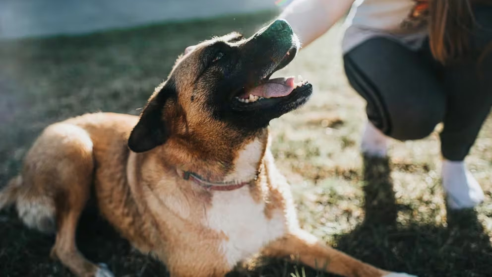 13 señales que indican que los perros están en calma o con incomodidad