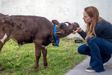 La joven que pagó 80.000 pesos para salvar de la parrilla a un ternero que se vendía para las Fiestas