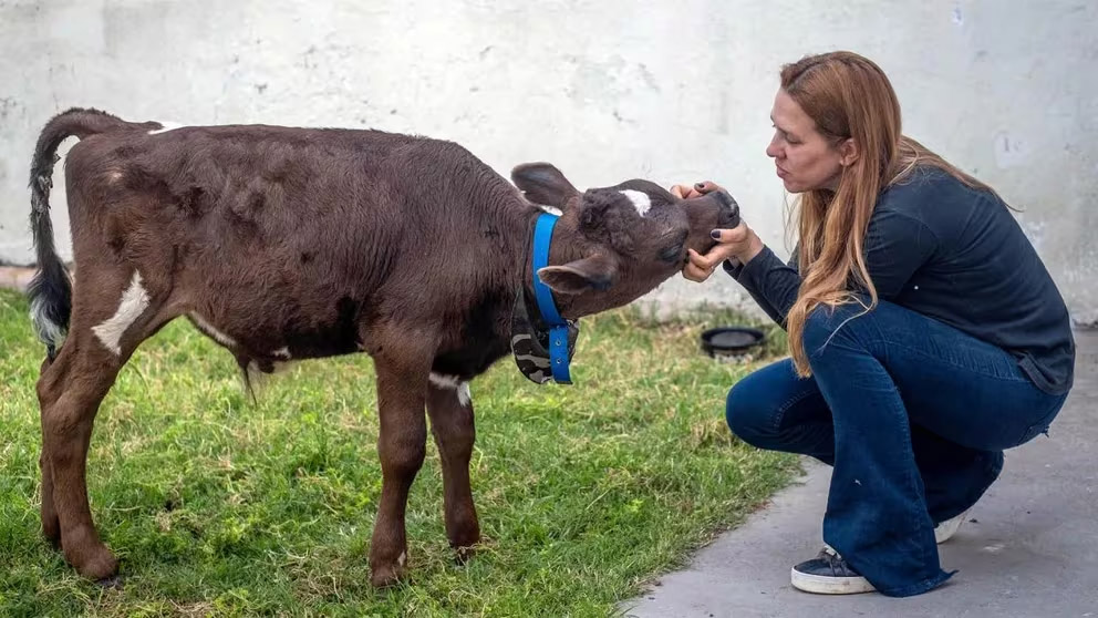 La joven que pagó 80.000 pesos para salvar de la parrilla a un ternero que se vendía para las Fiestas