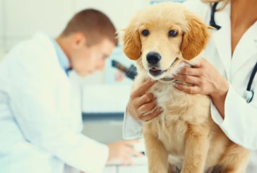 Protección y prevención: soluciones efectivas para combatir las garrapatas y preservar la salud canina