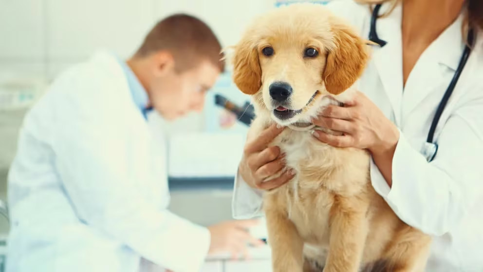 Protección y prevención: soluciones efectivas para combatir las garrapatas y preservar la salud canina