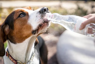 Consejos de la ciencia del bienestar para que humanos y animales de compañía puedan disfrutar juntos de las vacaciones