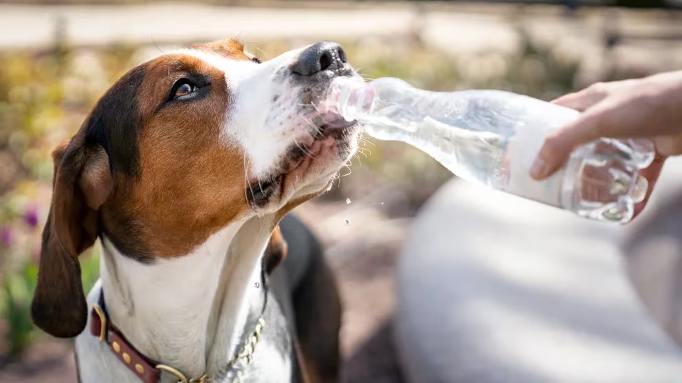 Consejos de la ciencia del bienestar para que humanos y animales de compañía puedan disfrutar juntos de las vacaciones