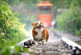 ¿Cómo afecta la lluvia a perros y gatos? 7 consejos para cuidar a los animales de las tormentas