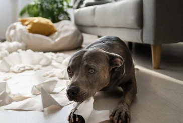 Cuáles son las razas de perros más adecuadas para departamentos y las que es mejor evitar