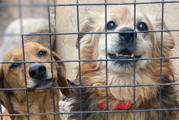 El refugio que brinda una segunda oportunidad a perros de edad avanzada y ciegos: “Merecen tener una familia”