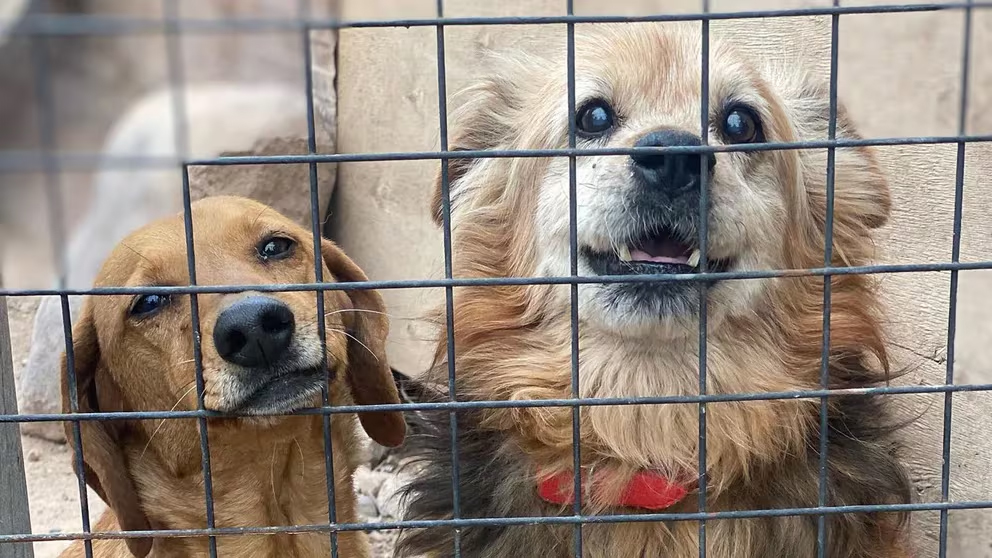 El refugio que brinda una segunda oportunidad a perros de edad avanzada y ciegos: “Merecen tener una familia”