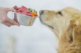 10 alimentos saludables para humanos que se pueden incluir en la dieta de los perros