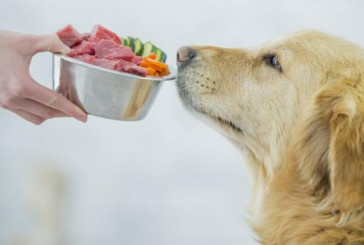 10 alimentos saludables para humanos que se pueden incluir en la dieta de los perros