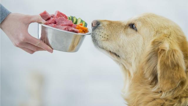 10 alimentos saludables para humanos que se pueden incluir en la dieta de los perros