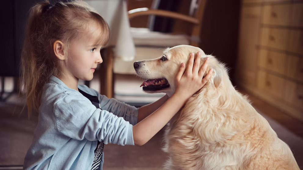 Los 5 consejos para cuidar a tu perro de la pirotecnia durante las fiestas de fin de año