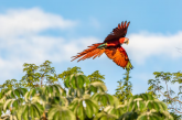 El camino de regreso: 4 especies amenazadas que comenzaron a ser liberadas y ya están restaurando sus ecosistemas