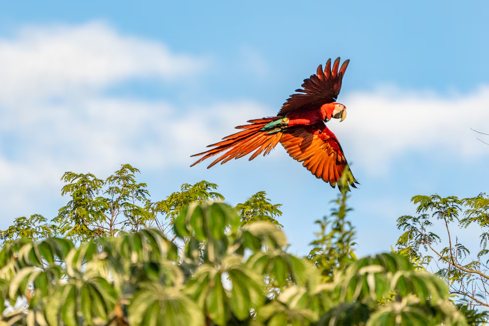 El camino de regreso: 4 especies amenazadas que comenzaron a ser liberadas y ya están restaurando sus ecosistemas