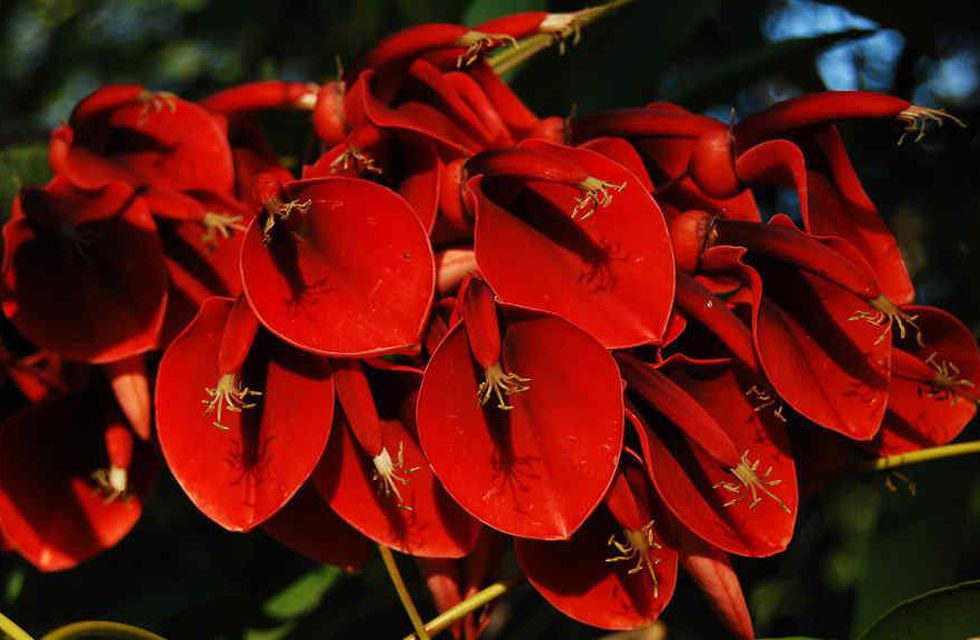 Por qué se eligió al ceibo como flor nacional: la leyenda del origen y sus propiedades  medicinales | EHB